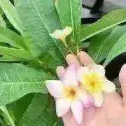 ☆PERO☆の画像