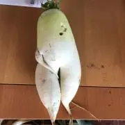 ぶべらはべらの画像
