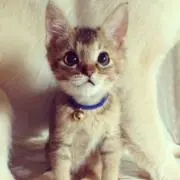 わさびちゃん