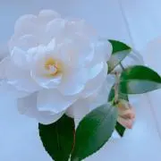 こーの画像