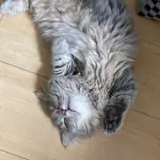 くわの画像