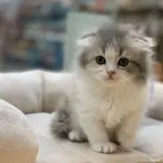 り