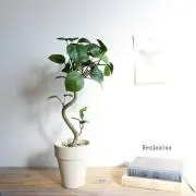 kiyoの画像