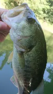 ビッグバスの画像