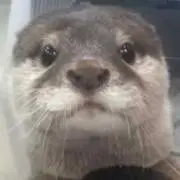ケンツ