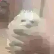 ririkaの画像