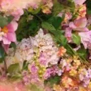 すのう。