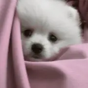 ぽぽたんまま