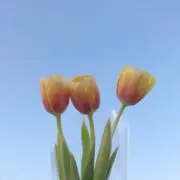 プロフィール必須 みみの画像