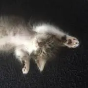 ジジたんの画像