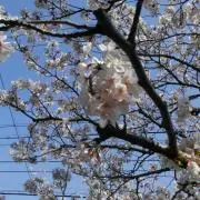 かっぺの画像