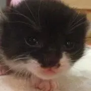 しんしん