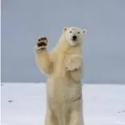 まろりん