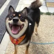 いぬの画像