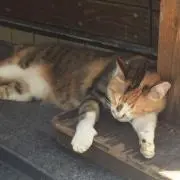 かなこの画像