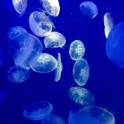 クラゲの画像