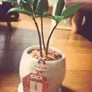 とっちゃんの画像