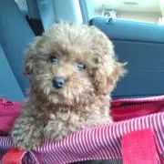 Haru