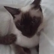 パリス