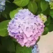 rinの画像