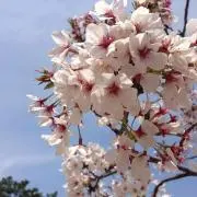 チェロ