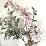 Linaの画像