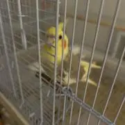 こんぶの画像