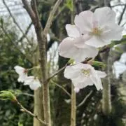 なーちゃんの画像