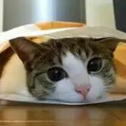 チャロ