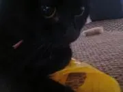 りんごの画像