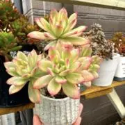 ペガサス◎多肉植物 カット苗 輸入苗 エケベリア等 - メルカリ