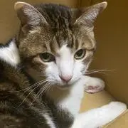 福ちゃん