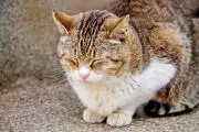 Aの画像