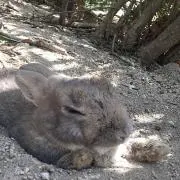みゆ