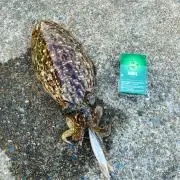 ケリーの画像