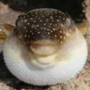 こかの画像