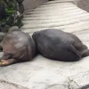 にゃんきち　プロフ読んでね(^^)の画像