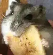 10#3の画像