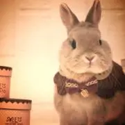うさこさん(⌒▽⌒)の画像
