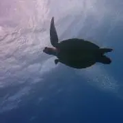 まるの画像