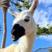 Auの画像