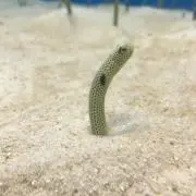けんたこの画像