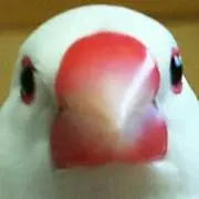 あこ♡ꔛ‬色んなオタク神梱包❣️の画像