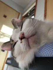 かよの画像