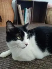 類の画像