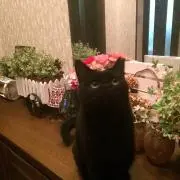 デイジーファームの画像