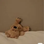 (s•ω•o)r＊の画像