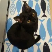 くまっち★コメント下さいの画像