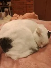 ぐうの画像