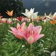 mipoporinの画像